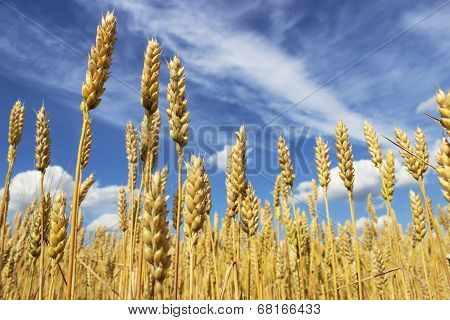 Ears Of Rye