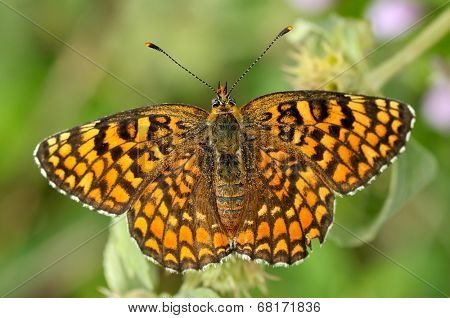 butterfly in natural habitat in spring (melitaea aethera)