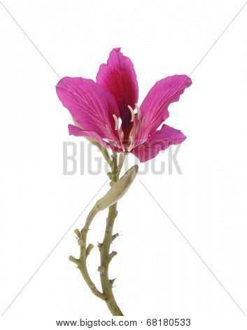 Hong Kong Orchid