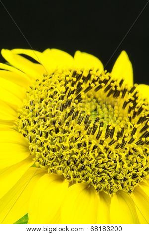 Close Up Of Composite Flower