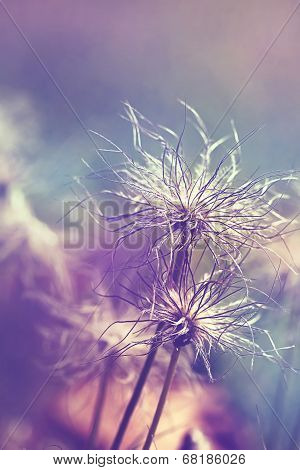 Pulsatilla Vulgaris Seedhead