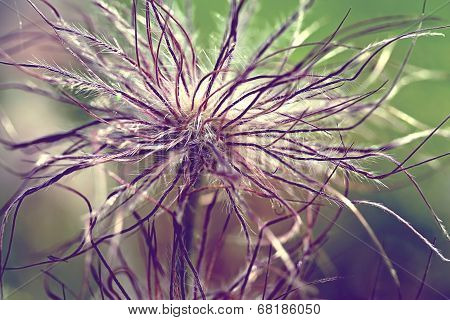 Pulsatilla Vulgaris Seedhead