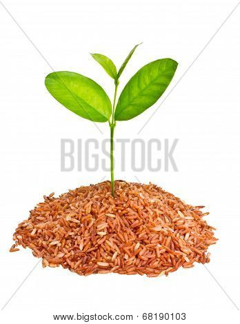 Little Tree Growing On A Pile Of Red Organic Rice.