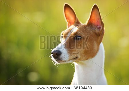 Chestnut-eared Dog Looks Somewhere