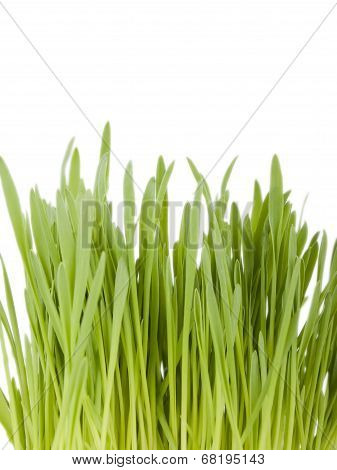 Green grass