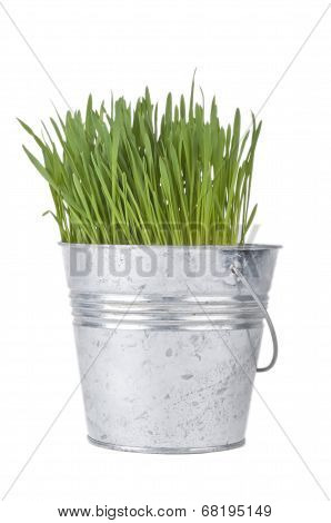Green grass