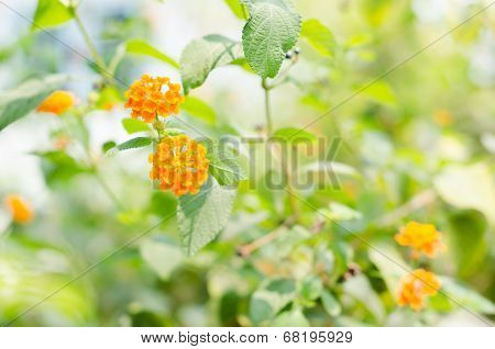 Lantana Or Wild Sage Or Cloth Of Gold