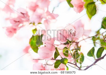 Paper Flowers Or Bougainvillea