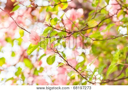 Paper Flowers Or Bougainvillea