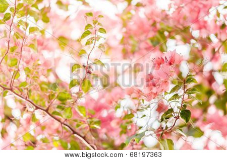 Paper Flowers Or Bougainvillea