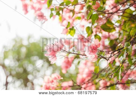 Paper Flowers Or Bougainvillea