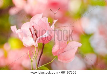 Paper Flowers Or Bougainvillea