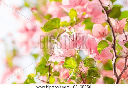 Paper Flowers Or Bougainvillea