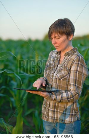 Agronomist With Tablet Computer In Corn Field