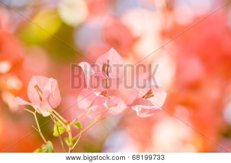 Paper Flowers Or Bougainvillea