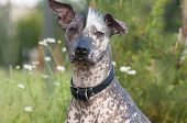 Xoloitzcuintle - Hairless Mexican Dog Portrait