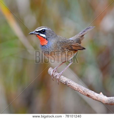 Siberian Rubythroat Bird