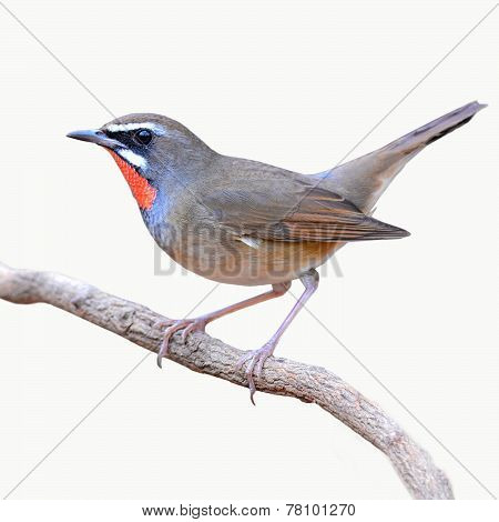 Siberian Rubythroat Bird