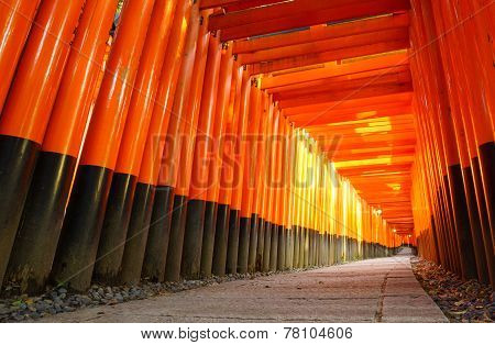 Torii Gates In Fushimi Inari Shrine, Kyoto, Japan