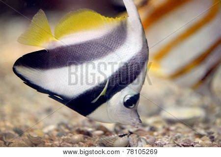 Butterfly Fish In Sea Coral Reef Area.
