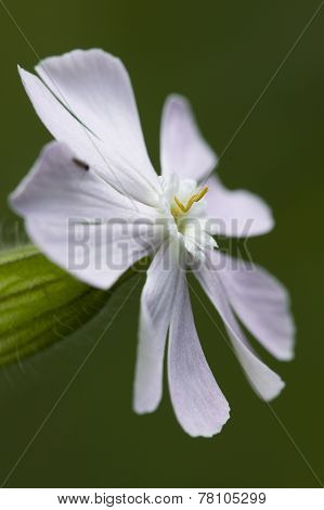Saponaria White And Pink Flower