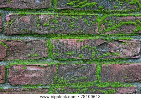 Brick Wall With Moss Growing Out Of It
