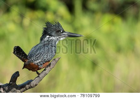 Giant Kingfisher (megaceryle Maxima) Female With Its Tail Up
