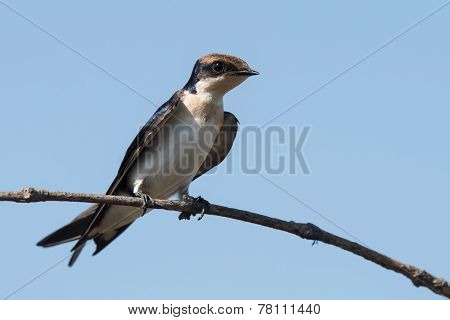 Wire-tailed Swallow (hirundo Smithii) Juvenile Resting On A Branch