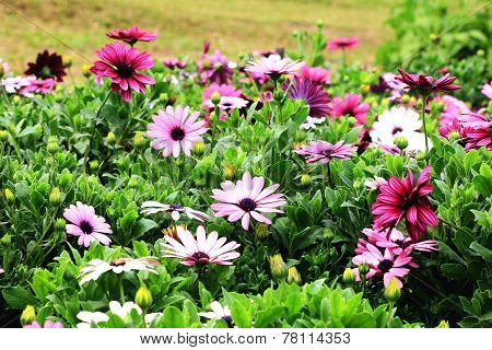 Blue-eyed Daisy,African Daisy,Cape Daisy,Spoon Daisy