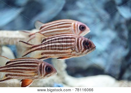 Purple-spotted Bigeye Fish.