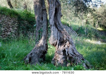 Albero di ulivo di centinaia di anni