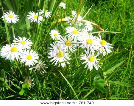 Daises