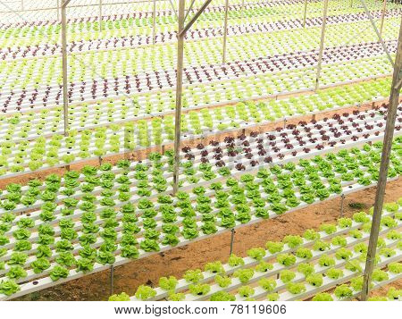 Hydroponic Vegetables