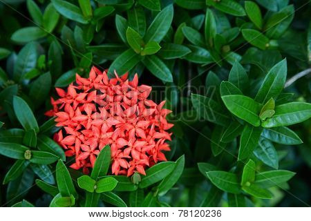 Red Ixora Flowers