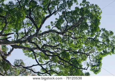 Big Tree In Forest