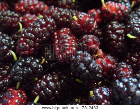 Maulbeeren