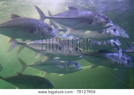 Giant Trevally Fish.