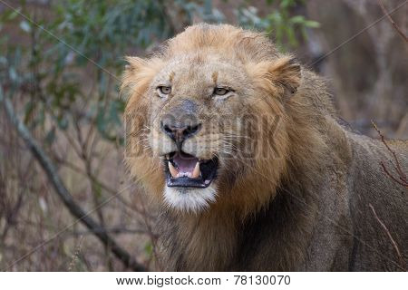 Lion