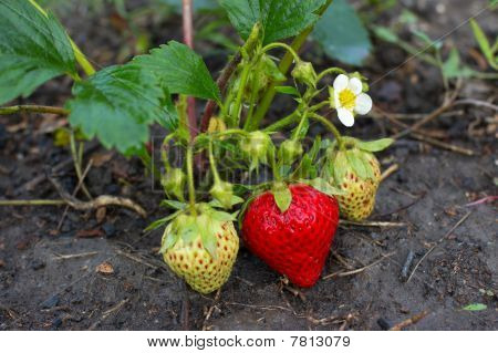 Fragola matura prima su Bush verde