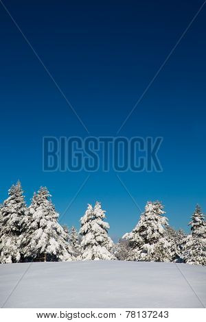 Beautiful Winter Scene