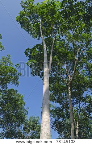 Brazilian hevea - rubber tree (lat. Hevea brasiliensis)