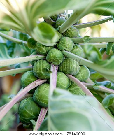 Brussel Sprouts on a Farm