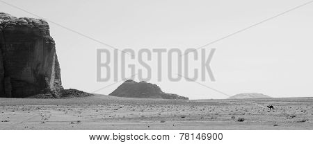 Camel in the Desert