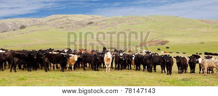 Cows on Hill