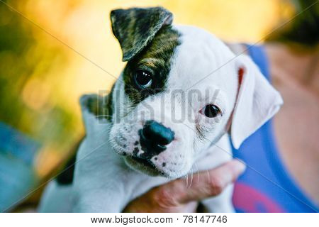 Puppy Dog