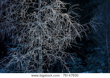 Tree branch in backlight