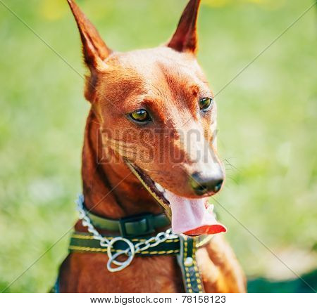 Close Up Brown Dog Miniature Pinscher Head