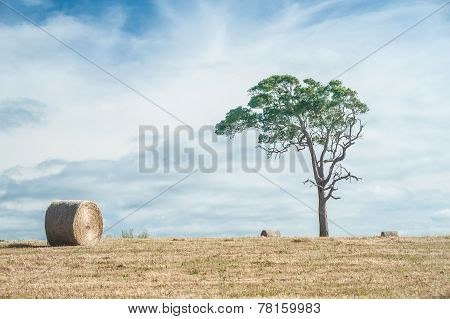 In The Hay Field