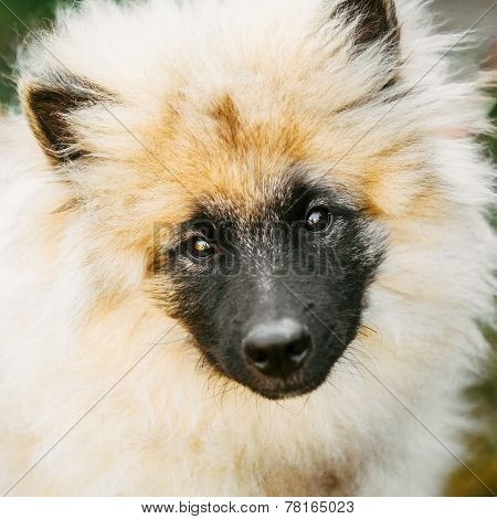 Gray Keeshound, Keeshond, Keeshonden Dog (german Spitz) Wolfspitz