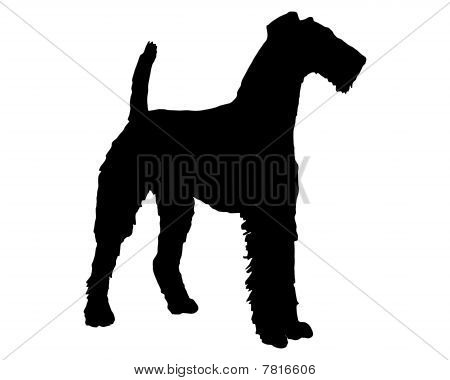 Airedale เทร์เรียร์